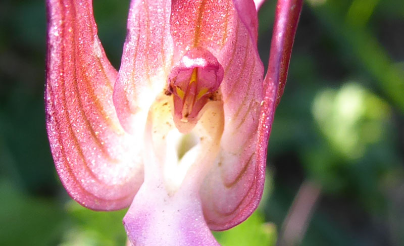 Anacamptis papilionacea ( e Anacamptis x gennarii)